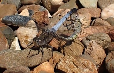 PA310290a.jpg